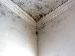 Best Basement Mold Removal in USA